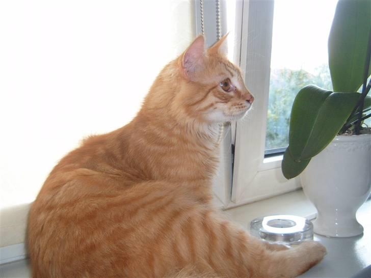 Blanding af racer Garfild/Miv billede 9