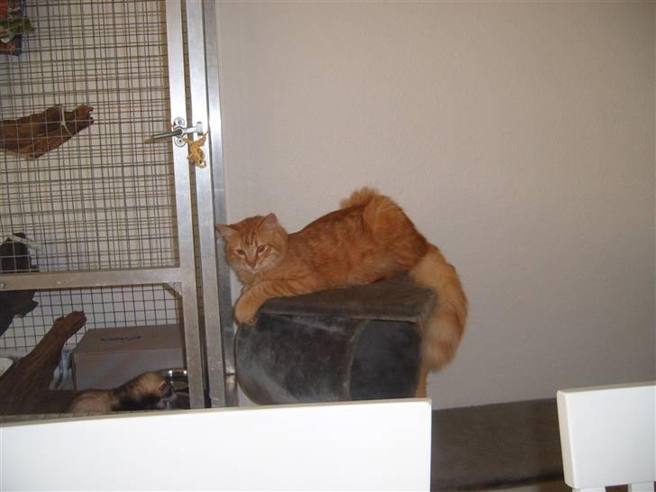 Blanding af racer Garfild/Miv billede 10