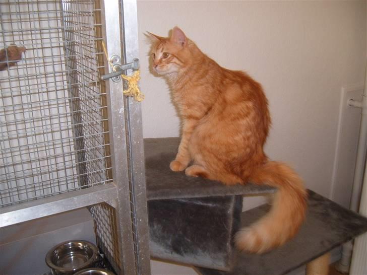 Blanding af racer Garfild/Miv billede 11