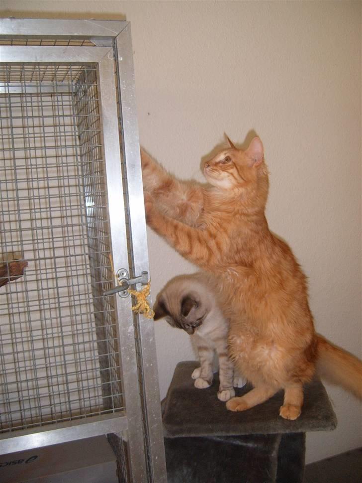 Blanding af racer Garfild/Miv billede 12