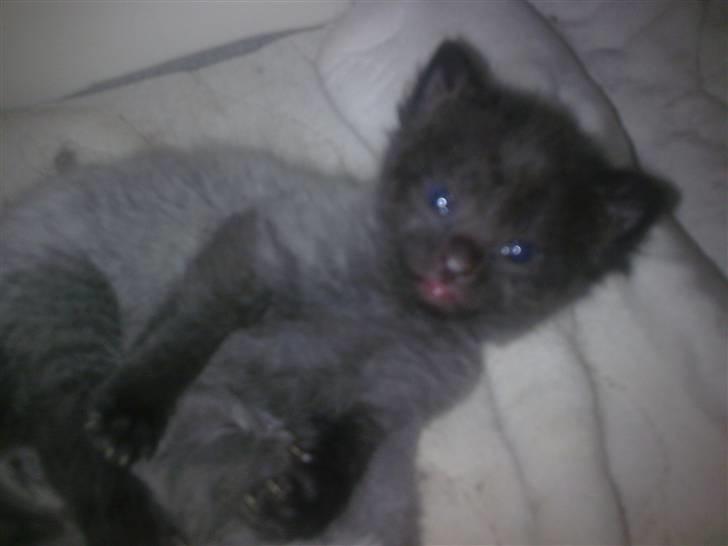 Maine Coon Timo billede 8