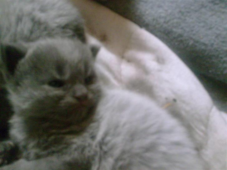 Maine Coon Timo billede 10