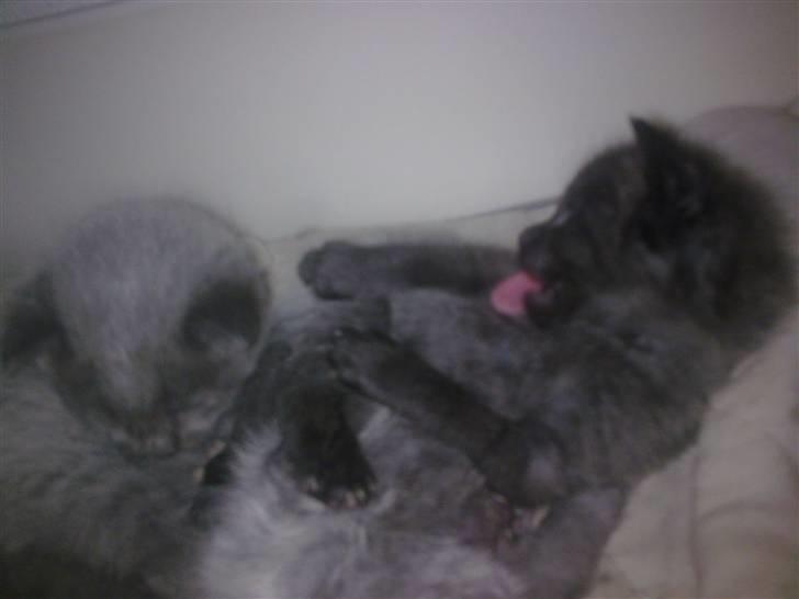 Maine Coon Timo billede 11