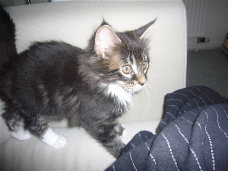 Maine Coon Malou billede 2