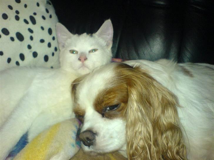 Blanding af racer Simba... R.I.P. billede 14