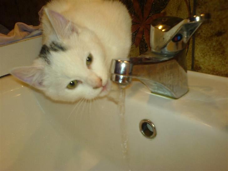 Blanding af racer Simba... R.I.P. billede 15