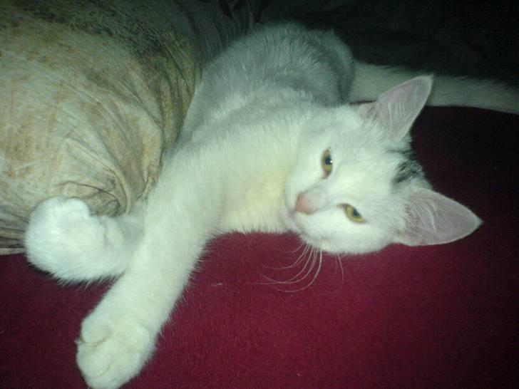 Blanding af racer Simba... R.I.P. billede 16