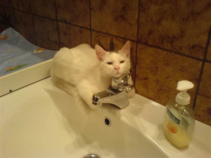 Blanding af racer Simba... R.I.P. billede 17