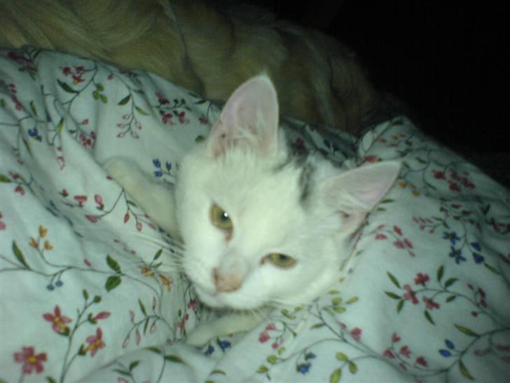 Blanding af racer Simba... R.I.P. billede 18