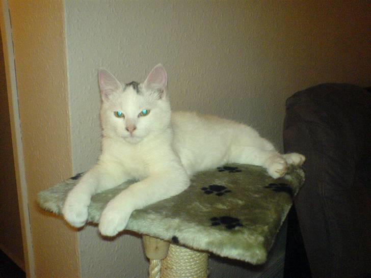 Blanding af racer Simba... R.I.P. billede 19