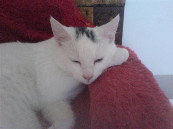 Blanding af racer Simba... R.I.P. billede 20