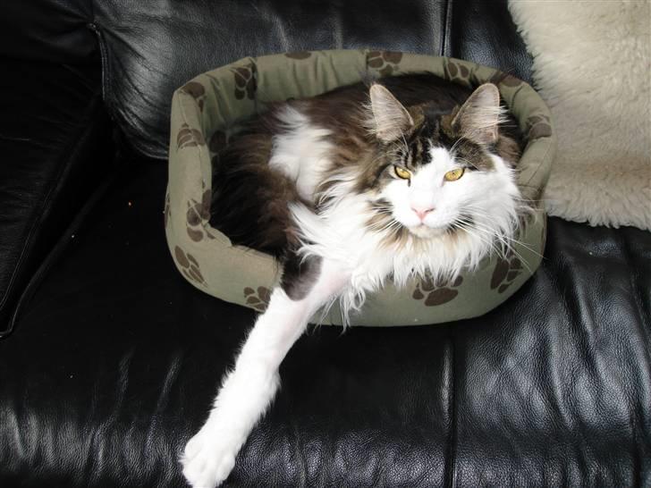 Maine Coon Taylormade. - Det er os næsten lige at MAN kan være her med sine godt 7 kg...;-) billede 1