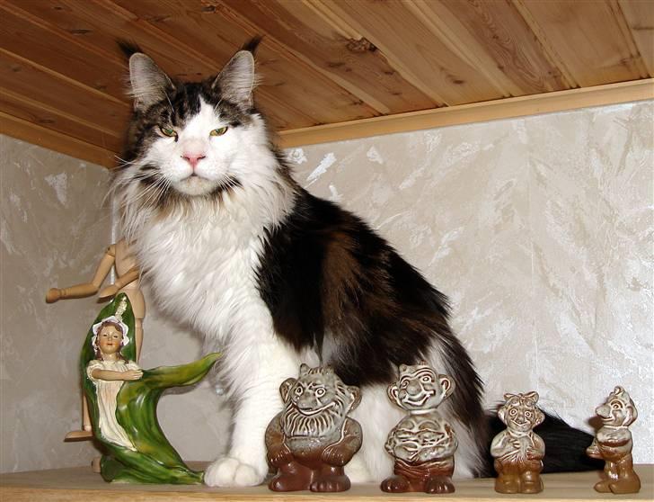 Maine Coon Taylormade. - Ja jeg falder godt ind i billedet som de andre Figurer... billede 2