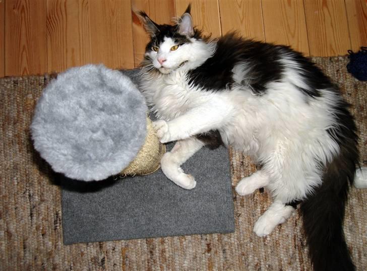 Maine Coon Taylormade. - Det er godt at Krasse, Krasse... billede 3