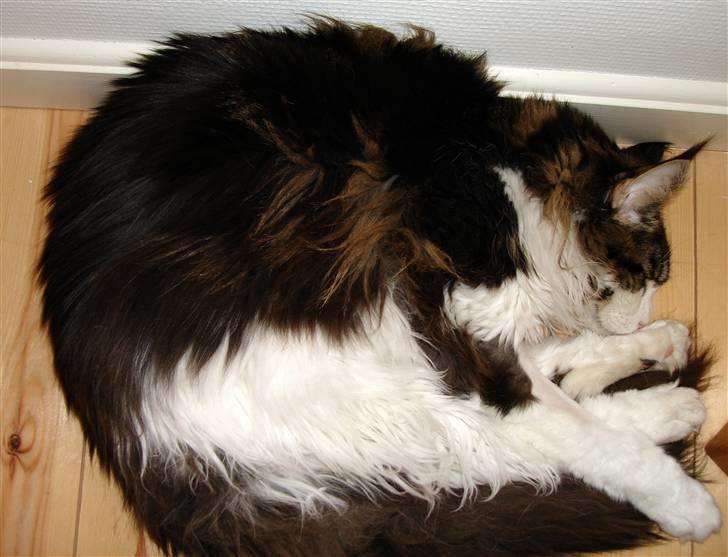 Maine Coon Taylormade. - Dejligt med en time på øjet ZZZZZZZZZZ... billede 4