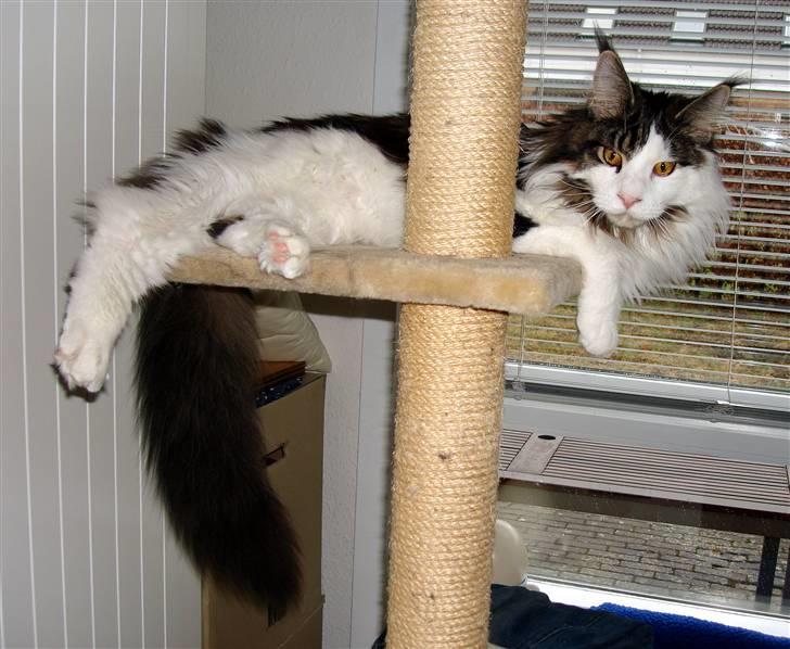 Maine Coon Taylormade. - Har styr på Det...;-9 billede 5