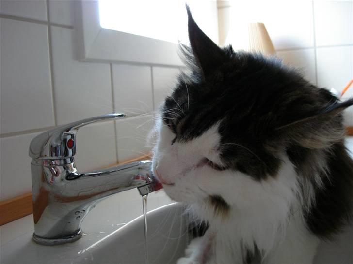 Maine Coon Taylormade. - Skål...Bare rolig det er vand...:O) billede 6