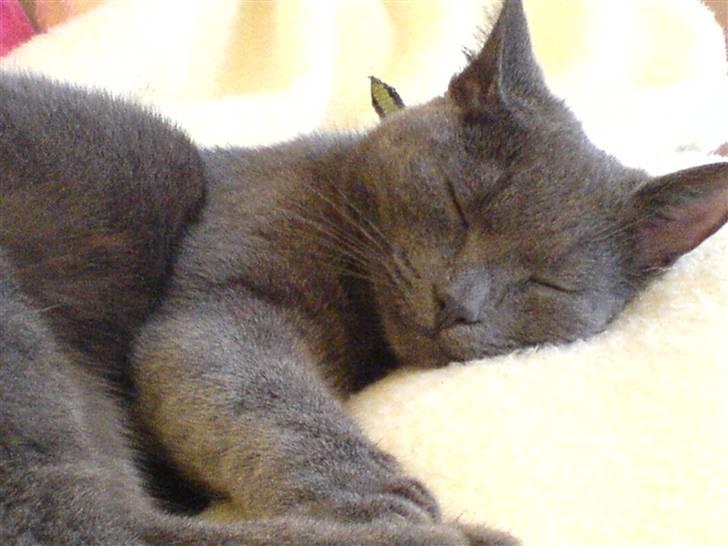 Blanding af racer Puzz død d. 30 okt. 06 - ligger lige og putter hos min mor. billede 12