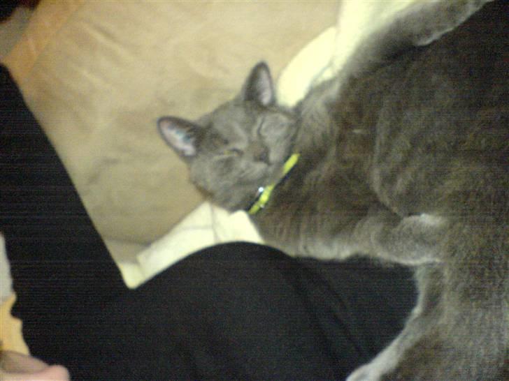 Blanding af racer Puzz død d. 30 okt. 06 - Vil helst ligge hel tæt på dig.. billede 13