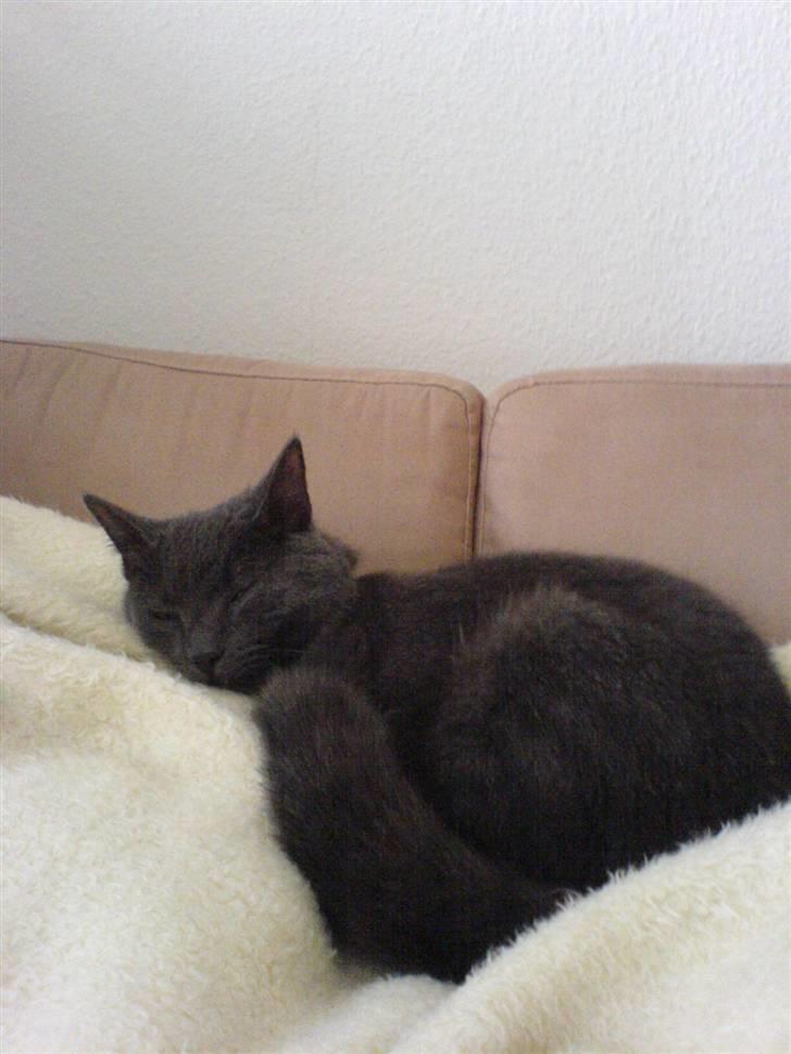 Blanding af racer Puzz død d. 30 okt. 06 - når mor er syg og ligger under tæppet. Så skal jeg nok gøre hende rask og ligge oven på hende. billede 14