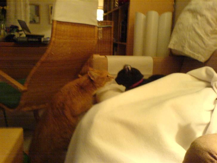 Blanding af racer Puzz død d. 30 okt. 06 - hehe driller lige min ven Oskar. Han kunne slet ikke kende mig.. billede 15