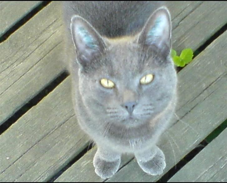 Blanding af racer Puzz død d. 30 okt. 06 - Kaldte du på mig? billede 16