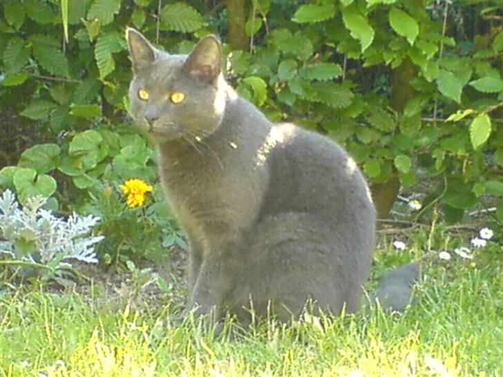 Blanding af racer Puzz død d. 30 okt. 06 - sidder lige og nyder haven hvor hunde ikke kan komme ind.. billede 17