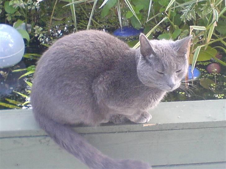 Blanding af racer Puzz død d. 30 okt. 06 - Haven med sø og fisk.. men det er ikke sjov at falde i så bliver man våd og lille.. billede 19