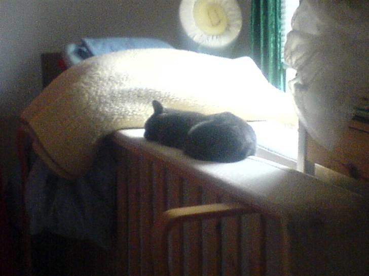 Blanding af racer Puzz død d. 30 okt. 06 - Savner min mor, så sover på hendes senge i hendes gamle værelse. billede 20