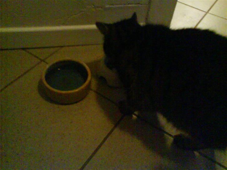 Huskat Lille keld >R.I.P<  - 9# Min lille missekat er sulten<3 Foto. Signe (mig) billede 10