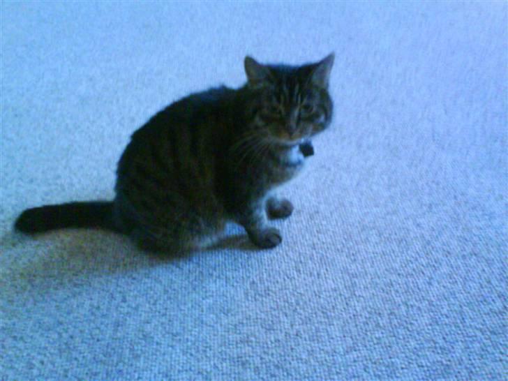 Huskat Lille keld >R.I.P<  - 10# Åhhh hvor er du sød keld<3 Foto. Signe (mig) billede 11