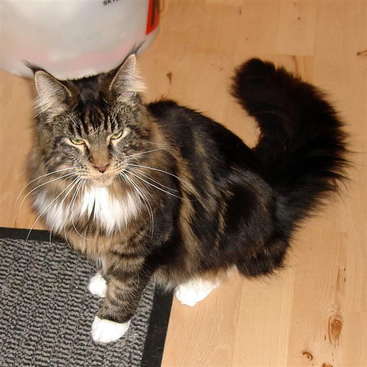 Maine Coon Titleist. - Her er jeg en rigtig Løve...:o) billede 1