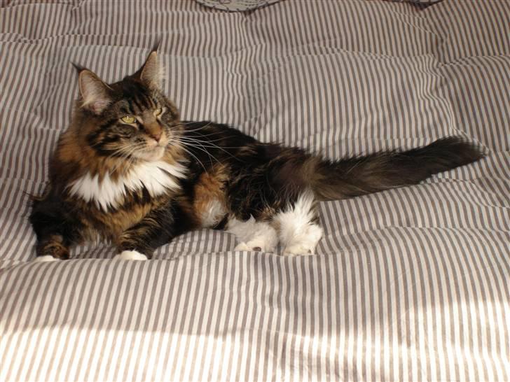 Maine Coon Titleist. - Godt med fars seng... billede 2