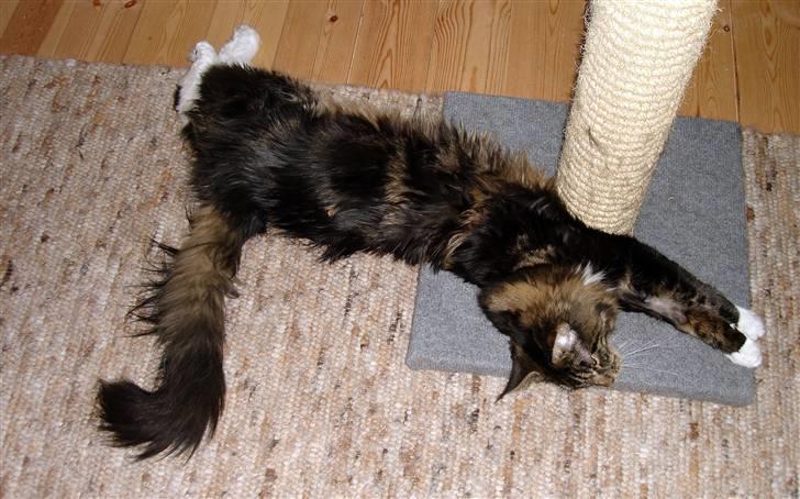 Maine Coon Titleist. - Noget at sætte kløerne i... billede 3