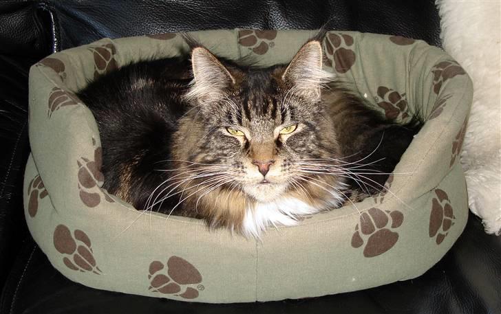 Maine Coon Titleist. - Dejlig hunde seng... billede 4