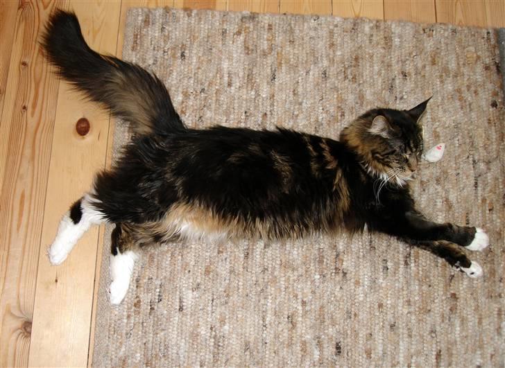 Maine Coon Titleist. - Godt med lidt afslapning efter musseleg... billede 5