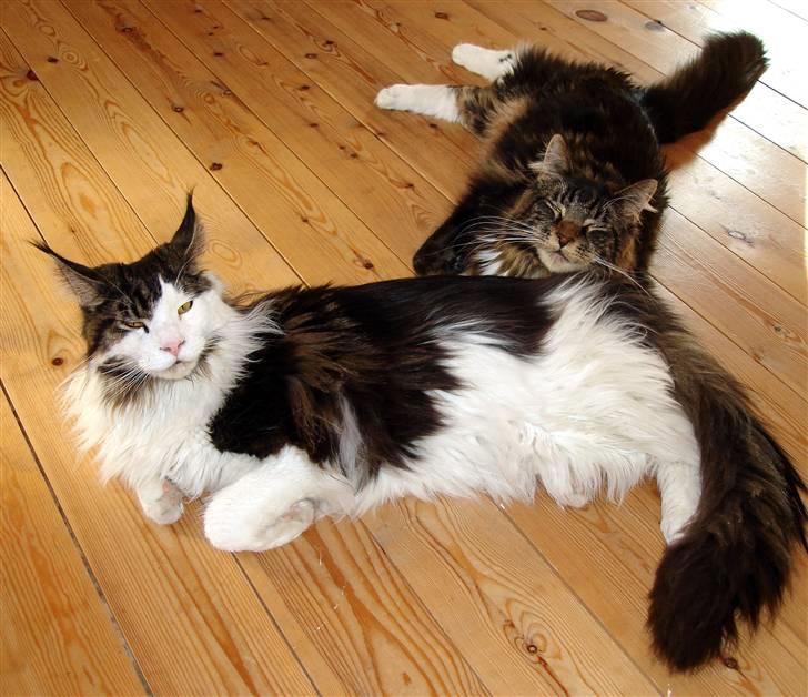 Maine Coon Titleist. - Min bror Taylor & jeg... billede 6