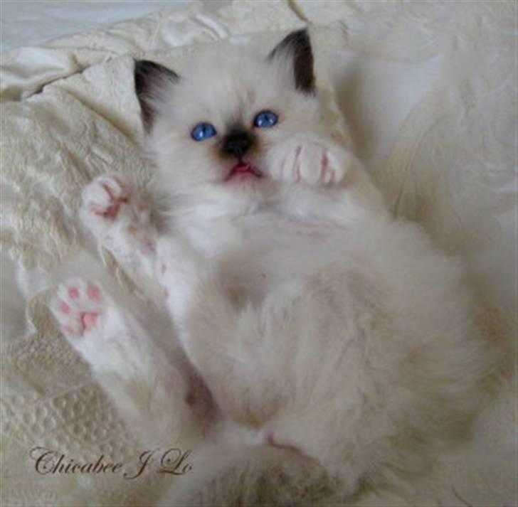 Hellig Birma Chicabee J Lo Wildflower - Chicabee J Lo 5 uger gammel billede 2