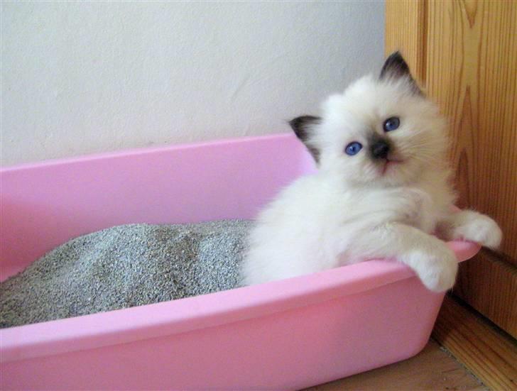 Hellig Birma Chicabee J Lo Wildflower - J Lo i sin fine lyserøde tissebakke billede 3