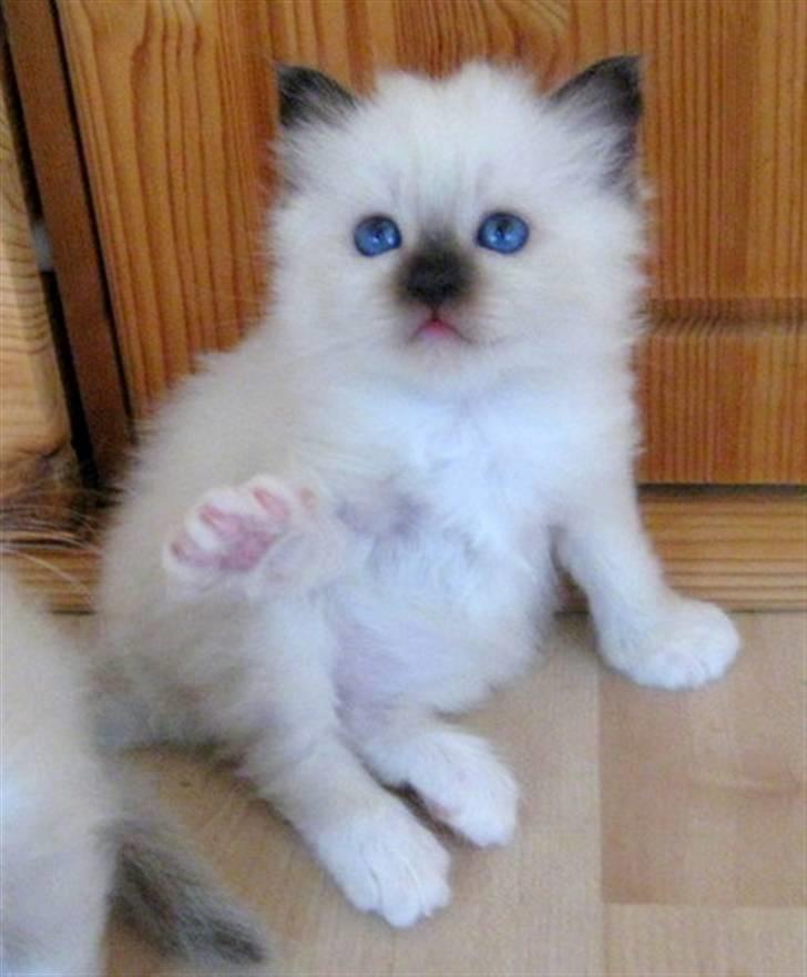 Hellig Birma Chicabee J Lo Wildflower - Er jeg ikke bare kær ? billede 4