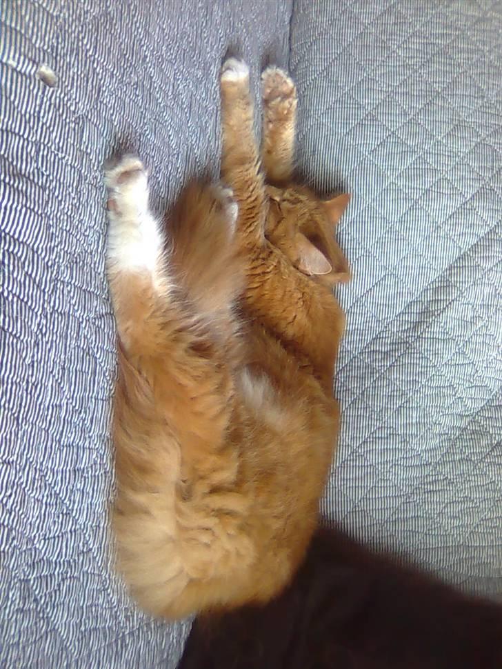 Maine Coon BALOU billede 3