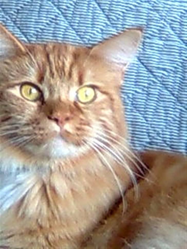 Maine Coon BALOU billede 6