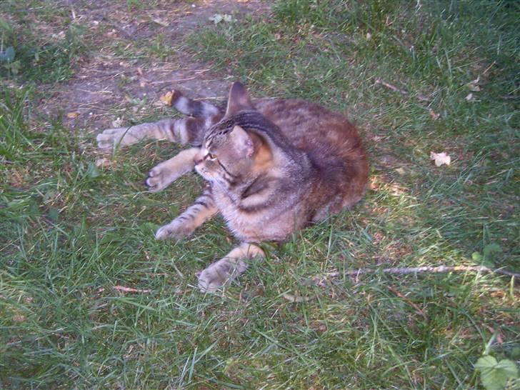 Blanding af racer Bamse billede 19