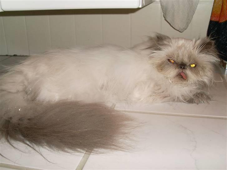 Perser Misha R.I.P. - #1 Hejsa velkommen til Mishas profil<3 billede 1