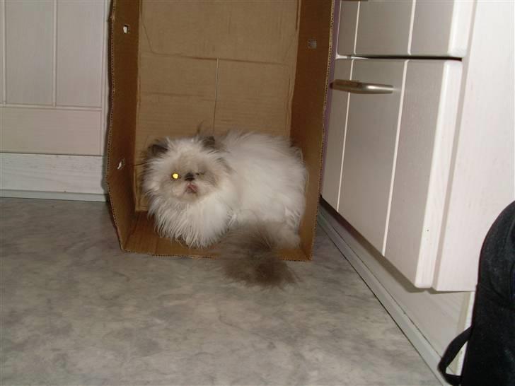 Perser Misha R.I.P. - #2 billede 2