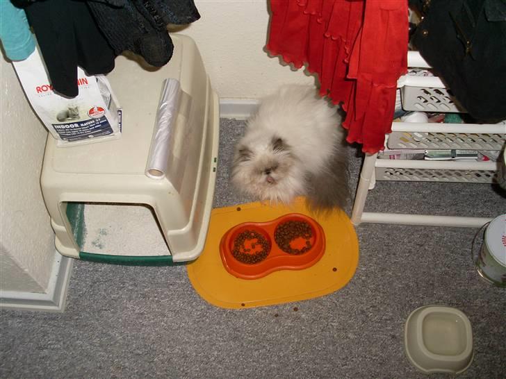 Perser Misha R.I.P. - #3 billede 3