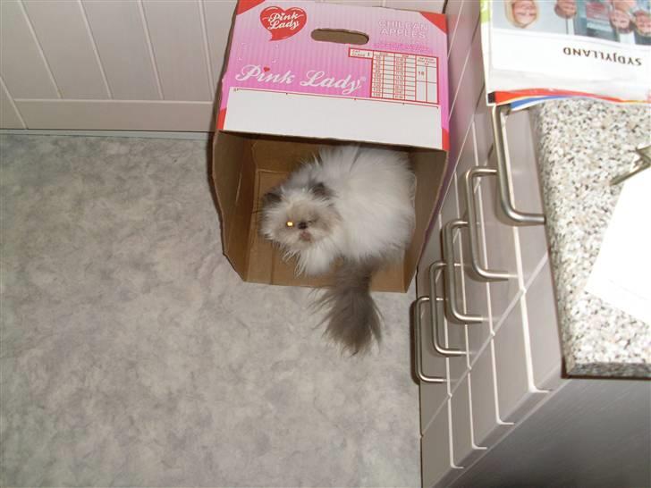 Perser Misha R.I.P. - #4 My pink lady billede 4