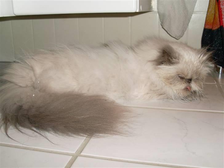 Perser Misha R.I.P. - #5 billede 5