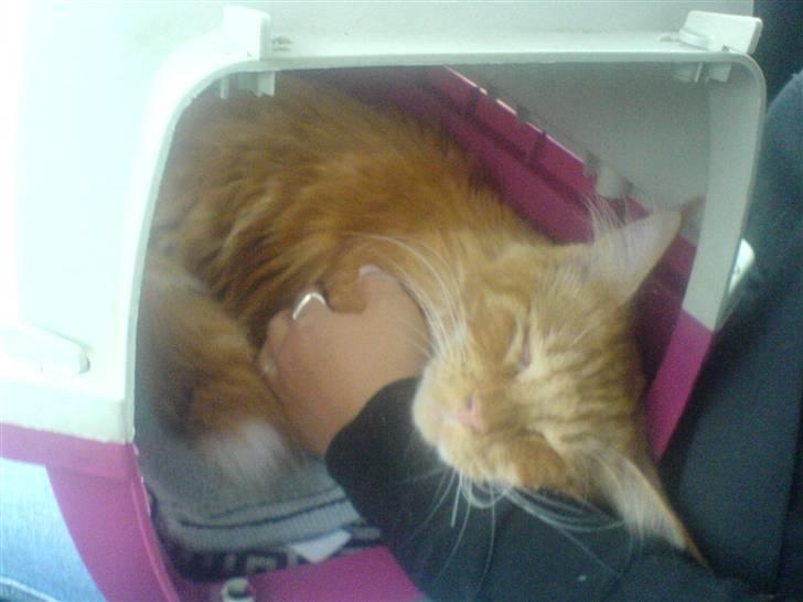 Maine Coon Tarzan billede 6