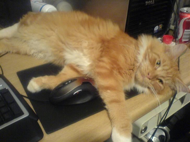 Maine Coon Tarzan billede 7